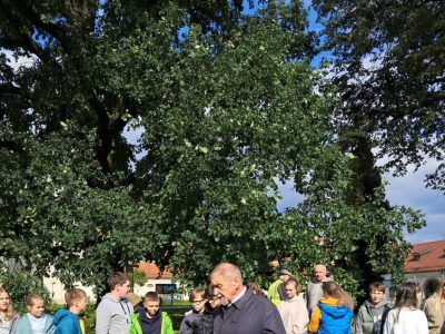 KROKUSY DLA KSIĘŻNEJ MARII KRYSTYNY HABSBURG! - zdjęcie6